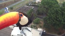 Câmera do alto de torre da TV TEM flagra tucano ‘curioso’ em Rio Preto