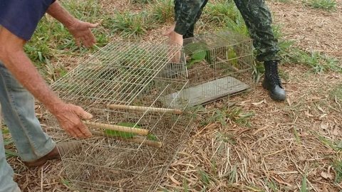 Polícia Ambiental solta 11 maritacas após tratamento no zoo de Catanduva