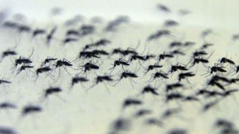 Mandetta alerta para surgimento de novos casos de dengue no Rio