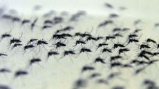 Mandetta alerta para surgimento de novos casos de dengue no Rio