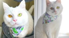 Conheça Ivory, a gata de olhos fluorescentes e que mudam de cor