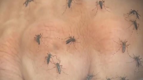 Rio Preto confirma primeiro caso de vírus da zika no ano