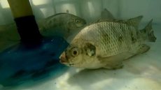 Criação de peixes em caixas d’água foca em baixo custo