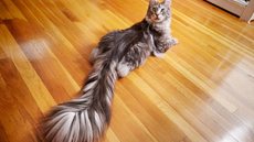 Gato americano bate recorde mundial com rabo de 44,66 centímetros