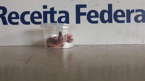 Três cobras enviadas em caixas de chiclete são apreendidas em Fortaleza