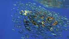 Academia Brasileira de Ciências lança documento em defesa de Oceanos