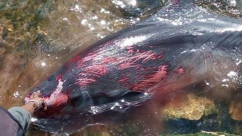 Baleia sai da água para atacar banhistas; assista