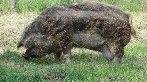 Fazendeiro passa mal, desmaia e é devorado por seus porcos na Polônia