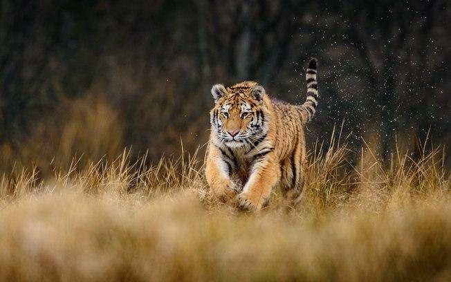 Homem é atacado e derrubado por tigre na Índia; assista