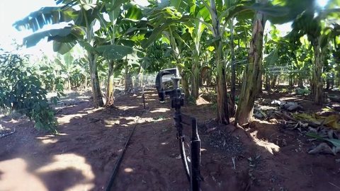 Produtores investem em irrigação para produzir banana