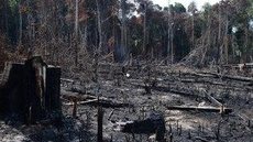 Desmatamento no Brasil pode gerar condições para surgimento de outras epidemias
