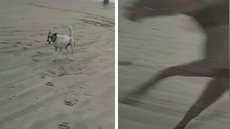Cachorro morre e mulher fica ferida ao serem atropelados em corrida entre cavalos e motos no litoral de SP