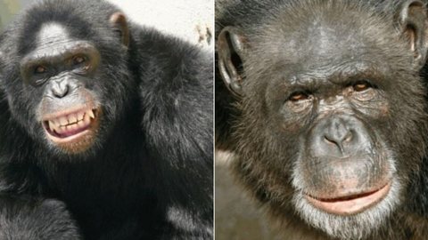 ‘Olhou no meu olho’, diz morador de sítio que teve porta arrombada por chimpanzé