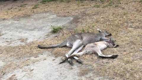 Santuário na Austrália vira ‘zona da morte’ para cangurus após incêndios