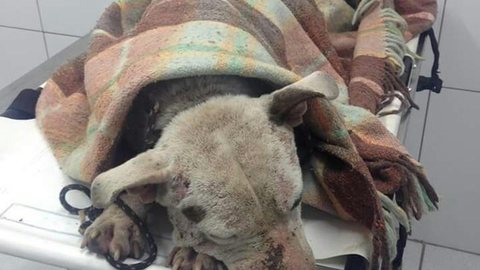 Associação faz campanha para arrecadar cobertores para animais vítimas de maus-tratos e abandono