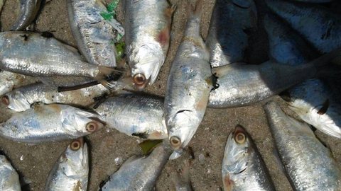 Polícia Ambiental apreende 14 toneladas de peixe durante a piracema