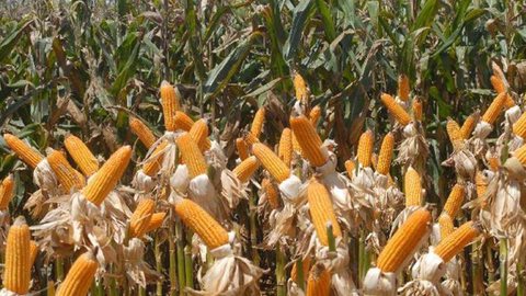 Governo autoriza Conab a comprar milho para pequenos produtores