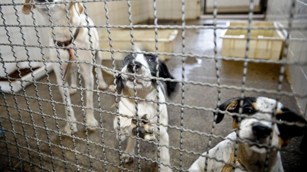 Animais são resgatados em feira clandestina em São Paulo