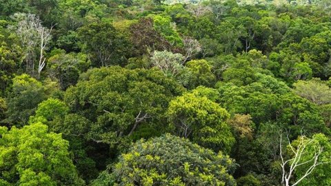 Amazônia: Brasil e Alemanha fazem cooperação para produção sustentável