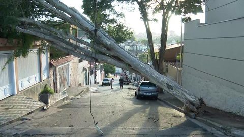 Após temporal, árvore cai e interdita rua da Zona Norte de SP