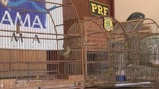 Polícia e Ibama apreendem pássaros silvestres em operação em Rio Preto
