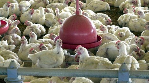 China reporta surto de gripe aviária
