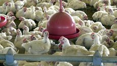 China reporta surto de gripe aviária