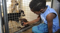 Publicada lei que proíbe sacrifício de animais pelas zoonoses
