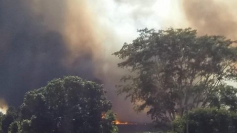 Incêndio atinge área de plantação de cana em Pereira Barreto