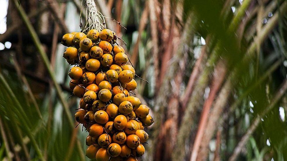 Fruto da Amazônia pode substituir óleo de Palma