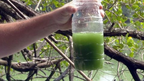 Água verde das lagoas da Barra é tóxica, diz Fiocruz; estudo recomenda interditar parte de praia
