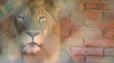 Zoológico de Bauru completa 37 anos e vai receber novos animais
