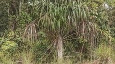 Nova espécie de palmeira é descoberta na Amazônia