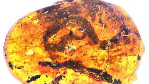 A cobra bebê ‘congelada no tempo’ por 99 milhões de anos que traz novas pistas do passado