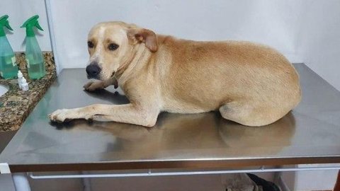 Candidato a vereador acusado de estuprar cadela em Goiás é encontrado morto