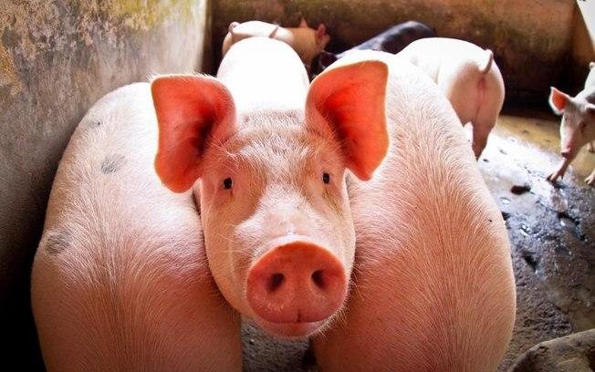 Brasileiros morrem após caírem em fossa de criação de porcos em Portugal