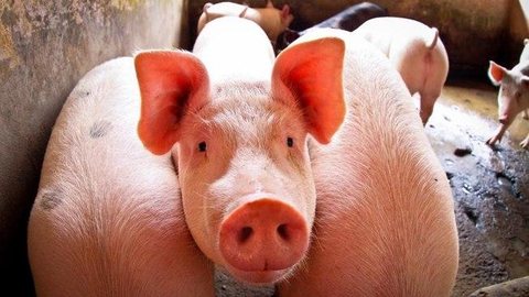 Brasileiros morrem após caírem em fossa de criação de porcos em Portugal