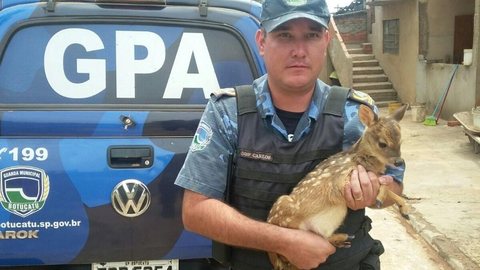 Filhote de veado é resgatado por motorista em rodovia de Botucatu