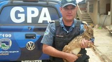 Filhote de veado é resgatado por motorista em rodovia de Botucatu