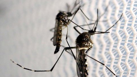 São Paulo terá força-tarefa de combate ao Aedes aegypti
