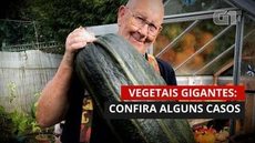 VEGETAIS