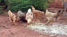 Câmara de Votuporanga aprova lei que permite criação de galinhas dentro da área urbana