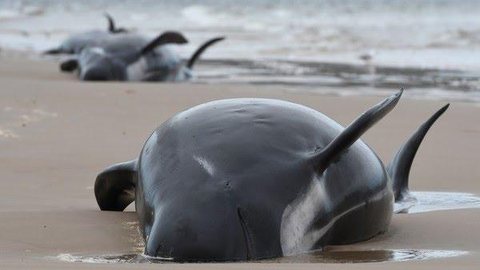 Baleias aparecem mortas na costa francesa