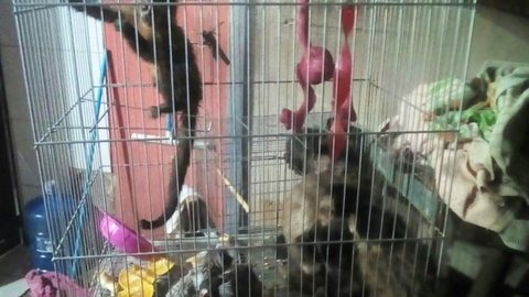Polícia Ambiental apreende animais silvestres mantidos em cativeiro