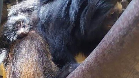 Zoológico de São Paulo comemora nascimento de dois micos-leões-pretos