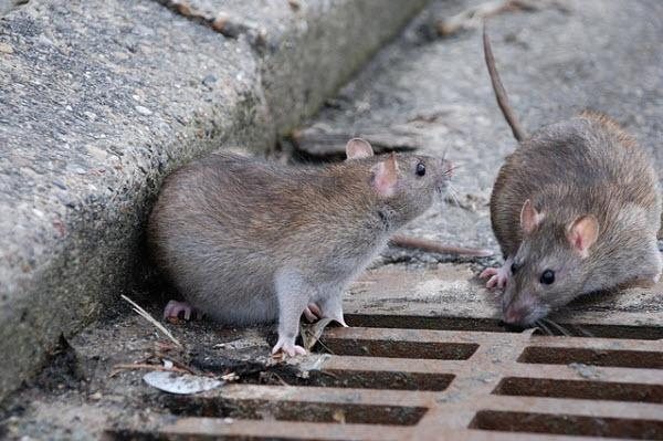 Moradores sofrem com infestação de ratos na Zona Sul de SP