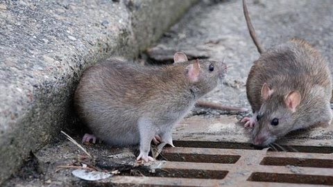 Moradores sofrem com infestação de ratos na Zona Sul de SP