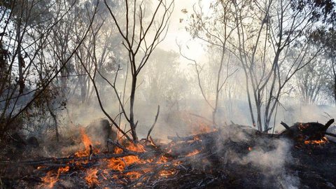 Câmara aprova regras para uso controlado do fogo em práticas agrícolas