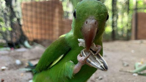 Maior viveiro da América Latina recebe quase 300 aves resgatadas