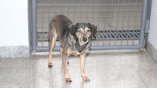 Animais para adoção procuram novas famílias em Brasília